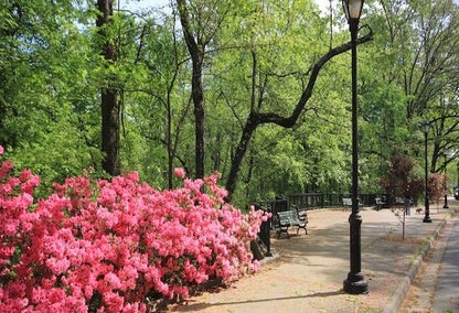 Stunning pink flower bush near a bench in a park